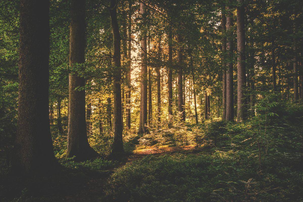 Sous-bois en forêt